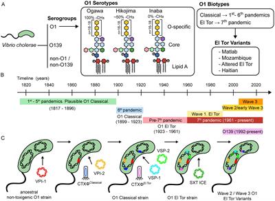 Vibrio cholerae, classification, pathogenesis, immune response, and trends in vaccine development